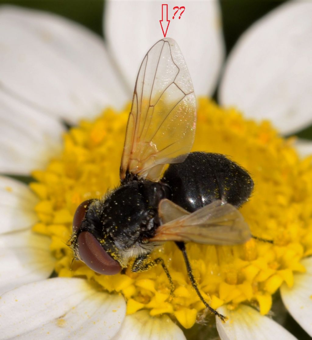 Tachinidae ?  S, Tachinidae Phasiinae:  Elomya lateralis, maschio